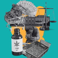 Política fiscal: ¿cómo puede guiar la regulación del cannabis?